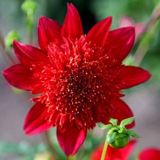 1 หัว /ชุุด เหง้า ต้นรักเร่ Dahlia สายพันธุ์ Jive สีแดง หัวรักเร่ ดอกรักเร่ รักแรกพบ เฟิร์สเลิฟ