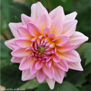 1 หัว /ชุุด เหง้า ต้นรักเร่ Dahlia สายพันธุ์ Harzfee สีชมพู หัวรักเร่ ดอกรักเร่ รักแรกพบ เฟิร์สเลิฟ