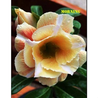 5 เมล็ดพันธุ์ ชวนชม ลูกผสมไฮบริด สายพันธุ์ Morning สีเหลือง กุหลาบทะเลทราย Adenium seed