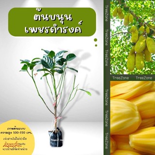 ต้นขนุนเพชรดำรงค์(ไซซ์เล็ก) สูง100-120 ซม. (เกรดพรีเมียม รับประกันพันธุ์แท้100%)