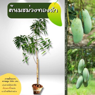 ต้นมะม่วงทองดำ สูง200+cm. (เกรดพรีเมียม ประกันพันธุ์แท้100%)