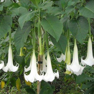 30 เมล็ดพันธุ์ เมล็ด เมล็ดพันธุ์ ต้นดอกระฆัง ดอกลำโพง แตรนางฟ้า Datura metel L. Angel Trumpet