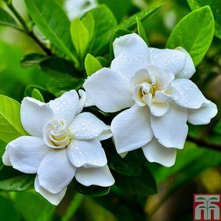 10 เมล็ดพันธุ์ มะลิซ้อน Jasmine flower