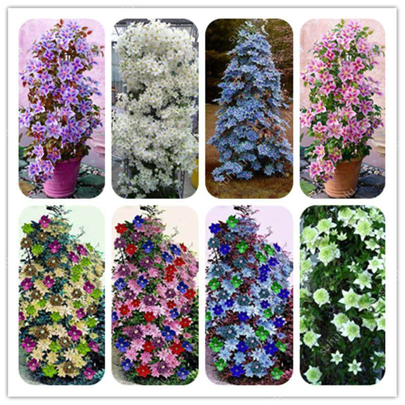 20 เมล็ดพันธุ์ เมล็ด ต้นครีเมทิส ดอกคำปองน้อย เคล็มแม็ททิส Leather Clematis flower