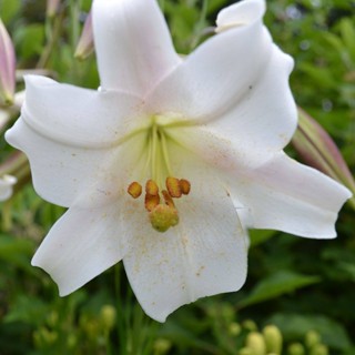 20 เมล็ดพันธุ์ ต้นดอกลิลลี ดอกลิลลี่ Lily . Lilies (Lilium spp.) เป็นดอกไม้ ที่แทนสัญลักษณ์แห่งความรัก