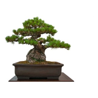 25 เมล็ดพันธุ์ เมล็ด สนดำญี่ปุ่น สนญี่ปุ่น บอนไซ JAPANESE BLACK PINE