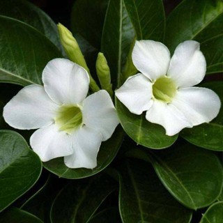 10 เมล็ด เมล็ดพันธุ์ ชวนชม สายพันธุ์ไต้หวัน สีขาว Adenium กุหลาบทะเลทราย Desert Rose ราชินีบอนไซ