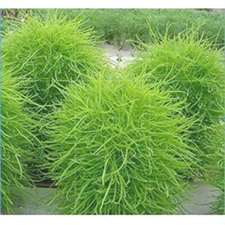 10 เมล็ดพันธุ์ หญ้ากอเชีย Kochia scoparia burning bush เมล็ดพันธุ์นำเข้าจาก อังกฤษ