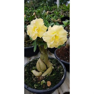 10 เมล็ด เมล็ดพันธุ์ ชวนชม สายพันธุ์ไต้หวัน สีเหลือง Adenium กุหลาบทะเลทราย Desert Rose ราชินีบอนไซ