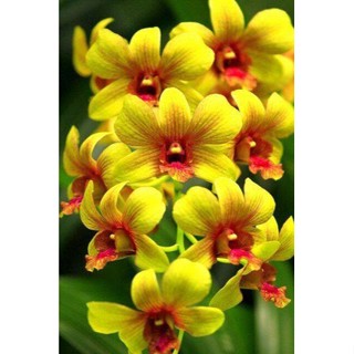 30 เมล็ดพันธุ์ เมล็ดกล้วยไม้ กล้วยไม้ ซิมบิเดียม (Cymbidium Orchids) Orchid flower