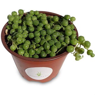 50 เมล็ดพันธุ์ เมล็ด ซักคิวเลนต์ หรือ ไม้อวบน้ำ กระบองเพชร สร้อยไข่มุก (String of pearls) Succulent