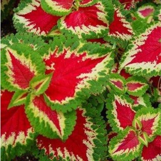 100 เมล็ดพันธุ์ เมล็ด ฤษีผสม  เป็นไม้พุ่มโตเร็ว ใบมีหลายสี Plectranthus scutellarioides (Coleus)