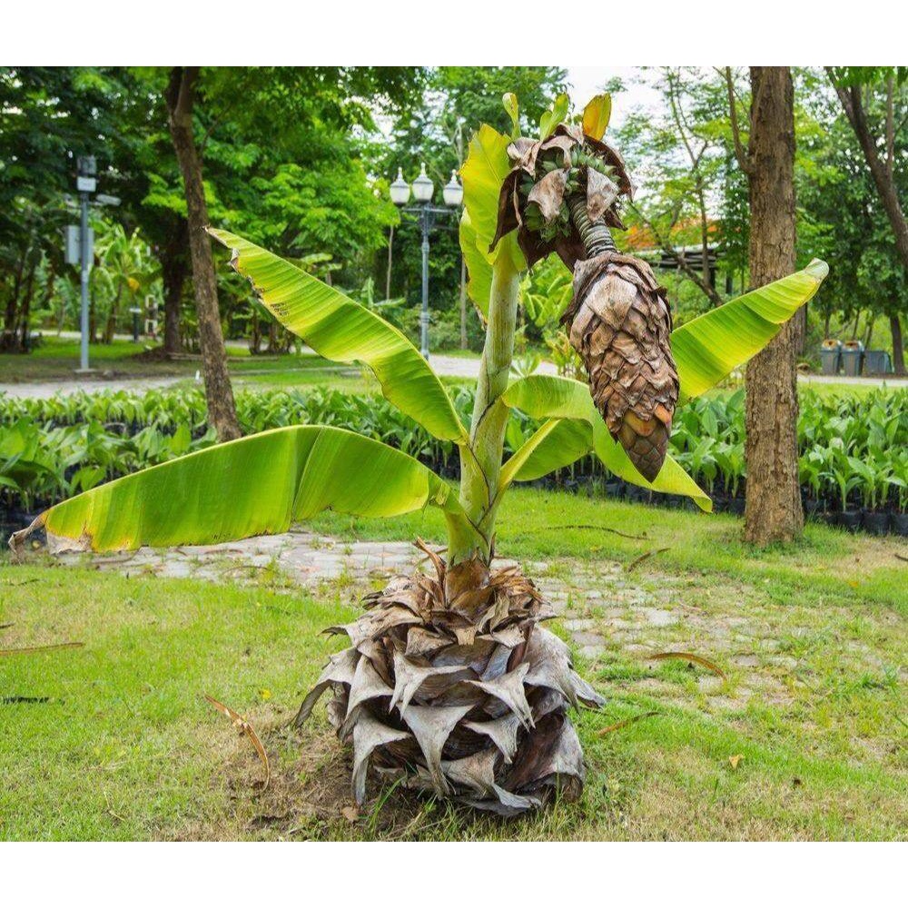 10 เมล็ดพันธุ์ กล้วยผาแดง กล้วยโบราณหายาก กล้วยมงคลต้นใหญ่ทรงพุ่มฟอร์มใบสวย (Ensete superbum)