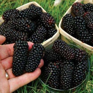 20 เมล็ดพันธุ์ เมล็ด หม่อน ลูกหม่อน หรือ มัลเบอร์รี่ เก้ซิวเอียะ Mulberry