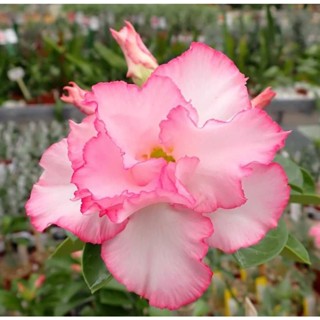 10 เมล็ด เมล็ดพันธุ์ ชวนชม สายพันธุ์ไต้หวัน สีชมพู Adenium กุหลาบทะเลทราย Desert Rose ราชินีบอนไซ