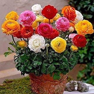 เมล็ดพันธุ์ Plant  persian buttercup ดอกบัตเตอร์คัพ (Buttercup) คละสี Import  เมล็ดสด ใหม 5  เมล็ด 