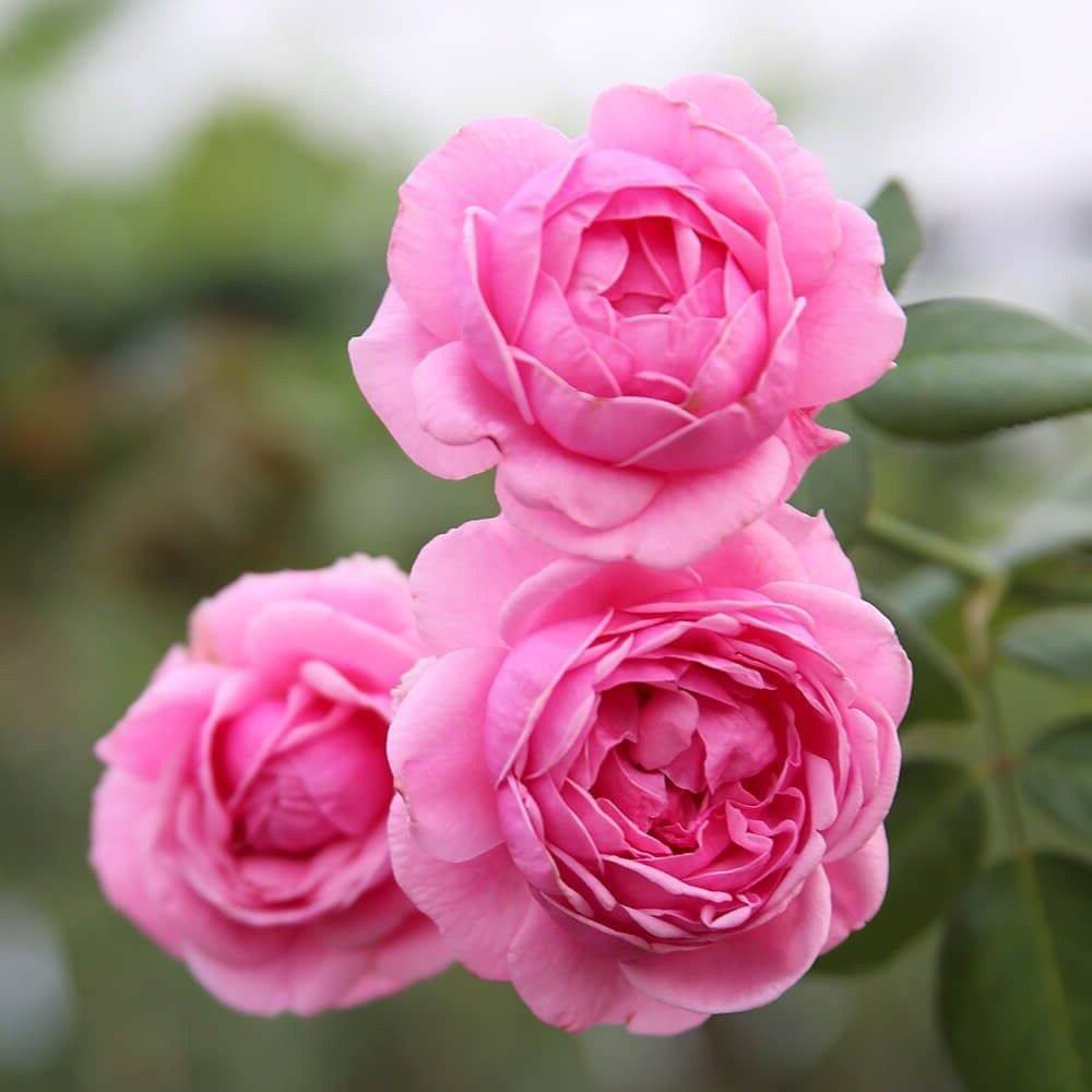 เมล็ดพันธุ์ Plant  กุหลาบ พันธุ์ Bishop's Castle Rose  ดอกใหญ่ Import  เมล็ดสด  5  เมล็ด