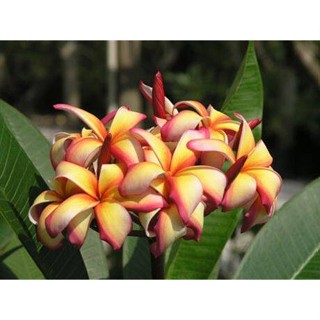 20 เมล็ด ลีลาวดี Frangipani , Pagoda Tree, Hawaii Plumeria สายพันธุ์ Puu Kahea สีส้ม