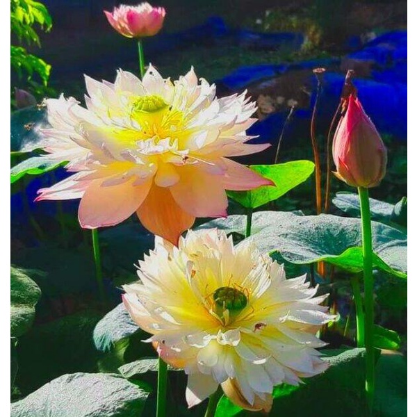 10 เมล็ด บัว สายพันธุ์ Jince Lotuses Flower Seeds สีชมพู บัวหลวงนอก