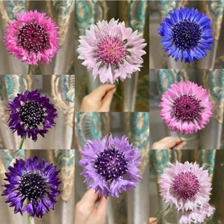 เมล็ดพันธุ์400เมล็ดคอร์นฟลาวเวอร์