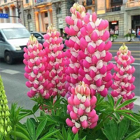 เมล็ดดอกไม้ perennial seeds รูปที่ 3
