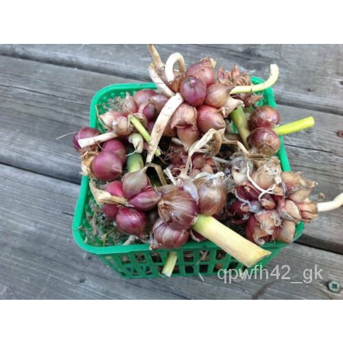 เมล็ด Egyptian Air Onion หรือ Floor Bulb Onion-หัวหอมเดิน-3 Bulblets-T 006 ข้าวโพด