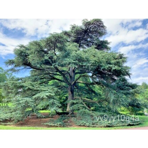 เมล็ด 15 Blue Atlas Cedar SEED-Cedrus Atlantica & #039; capsuca & #039; ข้าวโพด