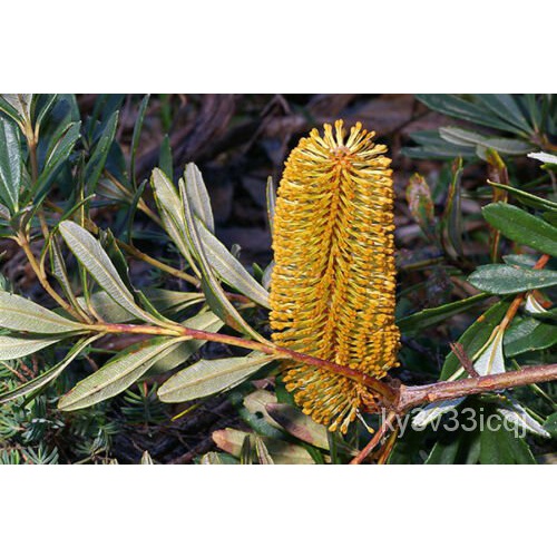 เมล็ด 40 Marsh Bank SEED-banksia paludosa ข้าวโพด