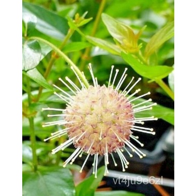 เมล็ด 30 Sputnik button SEED-cephalanthus occidentalis & Sputnik & #039; ข้าวโพด