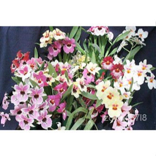 อินทรีย์็ด ใหม่็ด 30 ใหม่ ใหม่็ดกล้วยไม้ กล้วยไม้มิลโทนอปซิส (Miltonopsis Orchids) Orchid flower seeds อัตราก มะระ