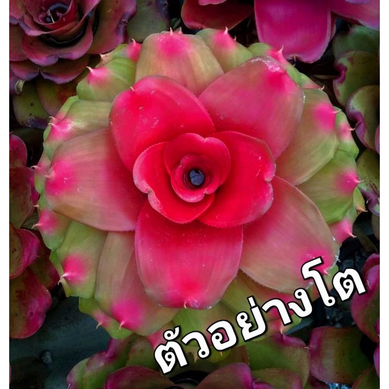 สับปะรดสี Neo.Honour Bright #กุหลาบส้ม #ไม้จัดสวน #ไม้ตกแต่งสวยสวยงาม  ส่งแบบถอดราก