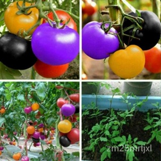 เมล็ด 100เมล็ด Rainbow Tomato Seeds ข้าวโพดเทศข้าวโพดผักเมล็ดผลไม้ UK Seller ข้าวโพด