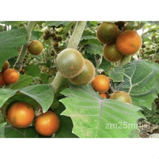 เมล็ด เมล็ด Solanum quitoense (เมล็ด naranjilla)-"จำกัด" ต้นอ่อน