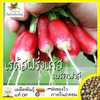 อินทรีย์็ด อินทรีย์็ด อินทรีย์ เรดิสฝรั่งเศส เบรคฟาส 200อินทรีย์็ด French Breakfast Radish อินทรีย์แท้100%นำเข้า ผักบุ้