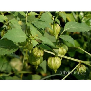 เมล็ด Cutleaf GROUND Cherry - Physalis Answers-50 seeds - 062 ชุด