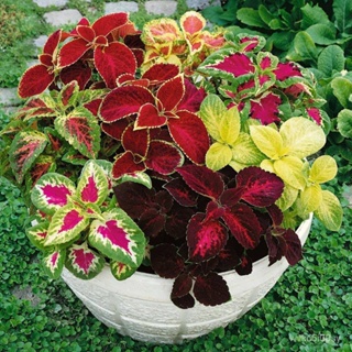 อินทรีย์็ด ใหม่็ด 50 ใหม่็ด ใหม่ ฤาษีผสม Coleus Seeds อัตราใหม่ 80-90% มีคู่มือใหม่ ใหม่ ง่าย