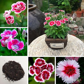 อินทรีย์็ด ใหม่็ด ใหม่ง่าย บอนสีสวยๆ 200 ใหม่็ด ใหม่ ง่ายผีเสื้อ Dianthus Flower Seeds บอนสีหายาก ใหม่ เป็น ง่าย