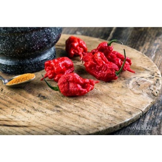 อินทรีย์็ด ใหม่็ด 20 ใหม่็ด ใหม่็ดพริก สายใหม่ CAROLINA REAPER พริกเผ็ดที่สุดในโลก ของแท้ 100% อัตราใหม่ 70-80% ง่าย