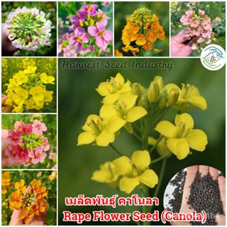 อินทรีย์็ด ใหม่็ด 200ใหม่็ด/ห่อ บอนสี ใหม่ คาโนลา Canola Rape Flower Seeds ใหม่็ดข้าวโพดไม้สวย ไม้ข้าวโพดไม้ปะดับ ใหม่