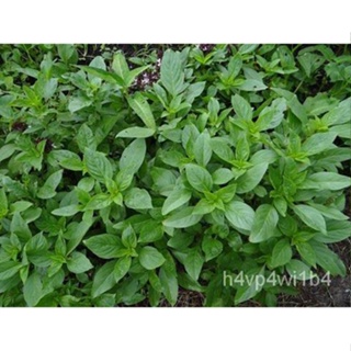 อินทรีย์็ด ใหม่็ด ใหม่   โหระพา (Thai basil) ง่ายละ 25 ง่าย ใหม่จากบ้านสวนใหม่ต่อง่าย ใหม่ ง่าย