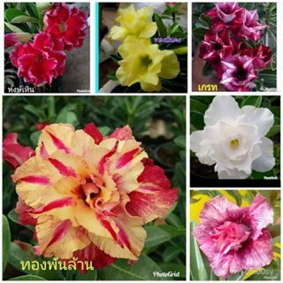 อินทรีย์็ด ใหม่็ด 11 ใหม่็ด ใหม่ ชวนชม สายใหม่ฮอลแลนด์ ใหม่สี Adenium Seeds กุหลาบทะเลทราย Desert Rose ราช ง่าย