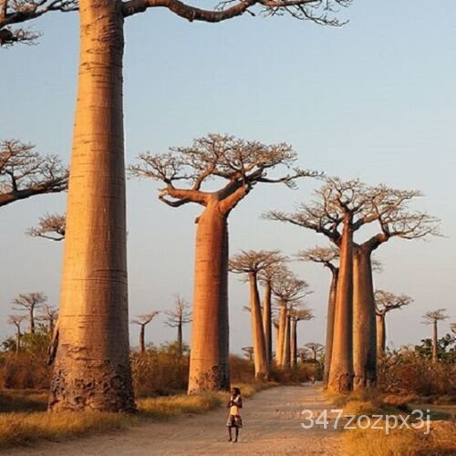 Baobab Tree ถูกที่สุด พร้อมโปรโมชั่น ม.ค. 2026 | BigGoเช็คราคาง่ายๆ