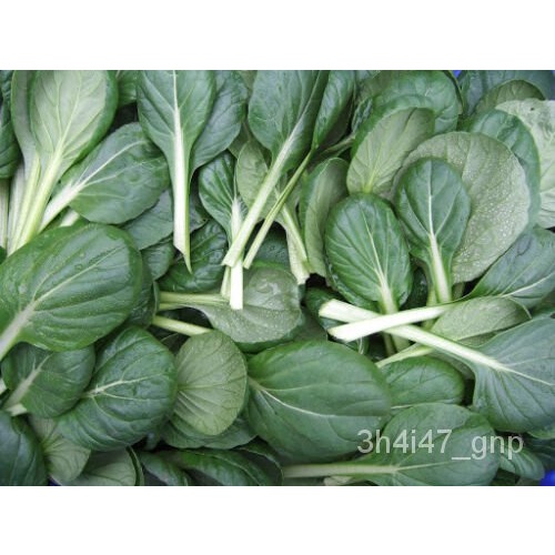 เมล็ด 200 tatsoi tah Tsai ช้อนมัสตาร์ดผักโขมมัสตาร์ด Rosette bok Choy เมล็ด usan มะระ