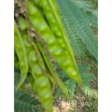 เมล็ด เมล็ด Mimosa ในฝักชีววิทยาโปรแกรมวิทยาศาสตร์สำหรับเด็กหรือผู้ใมะระ่เพาะต่อการเติบโต มะระ