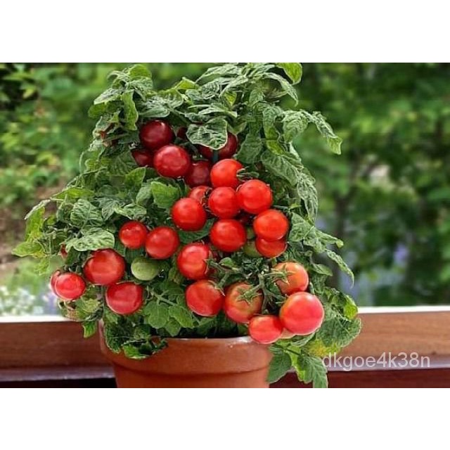 （เมล็ด）การงอกเทศการเตี้ย งอกเทศไทนี่ทิม Tiny Tim Tomato Seed  10 เมล็ด/งอก การ