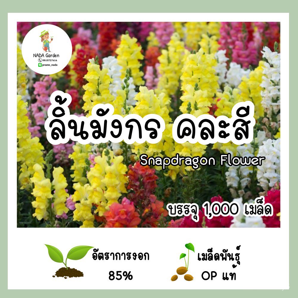 （เมล็ด）การ ลิ้นมังกร งอกสี 1,000เมล็ด (Snapdragon Flower)/งอก การ