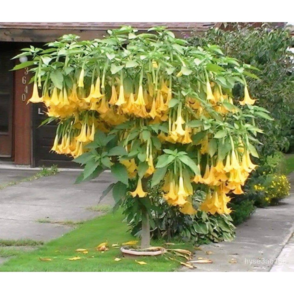 เมล็ด ใหม่็ด 30 ใหม่ ใหม่็ด ใหม่ เพาะเพาะระฆัง เพาะลำโพง แตรนางฟ้า Datura metel L. Angel Trumpet Seeds