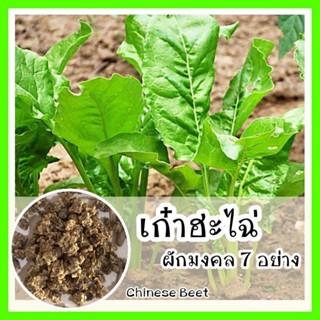 เมล็ด ❗ รหัส ใหม่็ด ใหม่ OP แท้   เก๋าฮะไฉ่ - Chinese Beet ใหม่มงคล 7 อย่าง ใหม่นำเข้ เพาะ