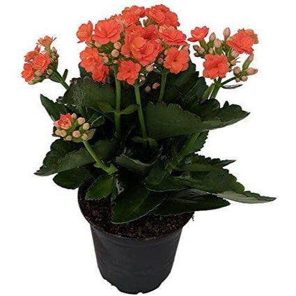 เมล็ด ใหม่็ด 30 ใหม่ Bonsai Seeds ใหม่็ด กุหลาบหินเพาะซ้อน ไม้อวบน้ำ กุหลาบหิน Kalanchoe blossfeldiana Seed  ผั