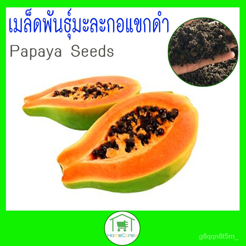 เมล็ด ใหม่็ด ใหม่มะละกอแขกดำ (Papaya Seeds) พร้อมส่ง ใหม่ เพาะ